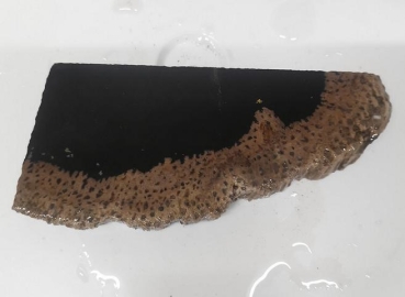 Slab Palm Wood